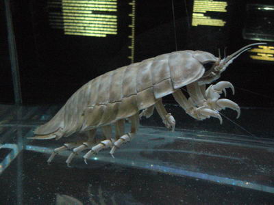 Isopode Gant, 310-2140m - 40.1 ko