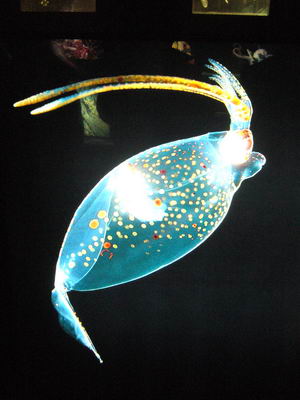 Calamar Cacatoes, 300-1400m - 35.5 ko