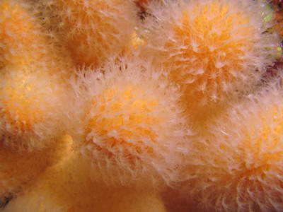 Polypes panouis d’alcyon jaune - 38.6 ko